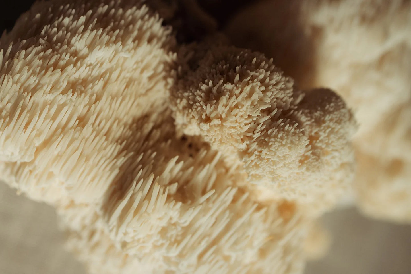 Lion's Mane Dual Extract