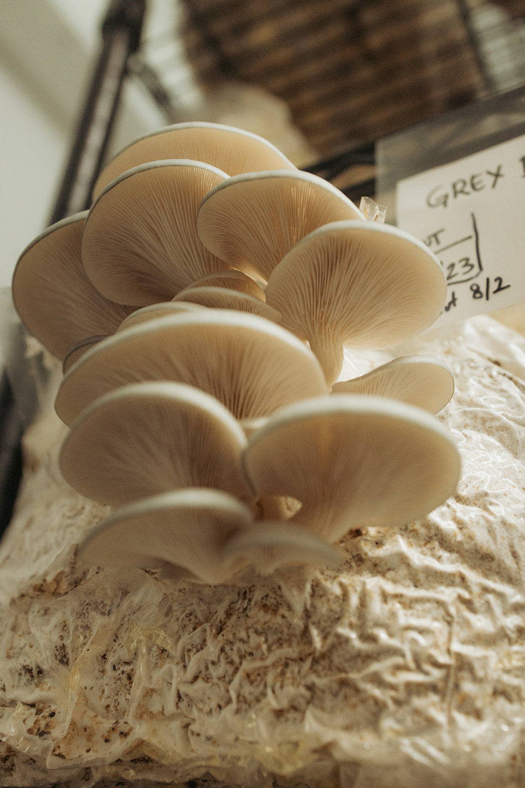 Indoor Mushroom Cultivation Workshop - Tour and Basics | July 12th from 2pm to 4pm