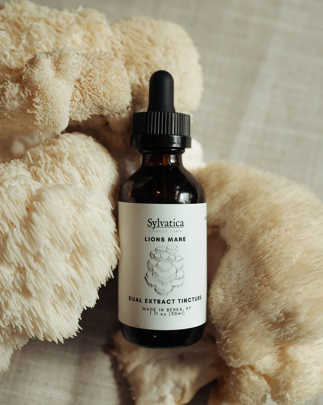 Lion's Mane Dual Extract