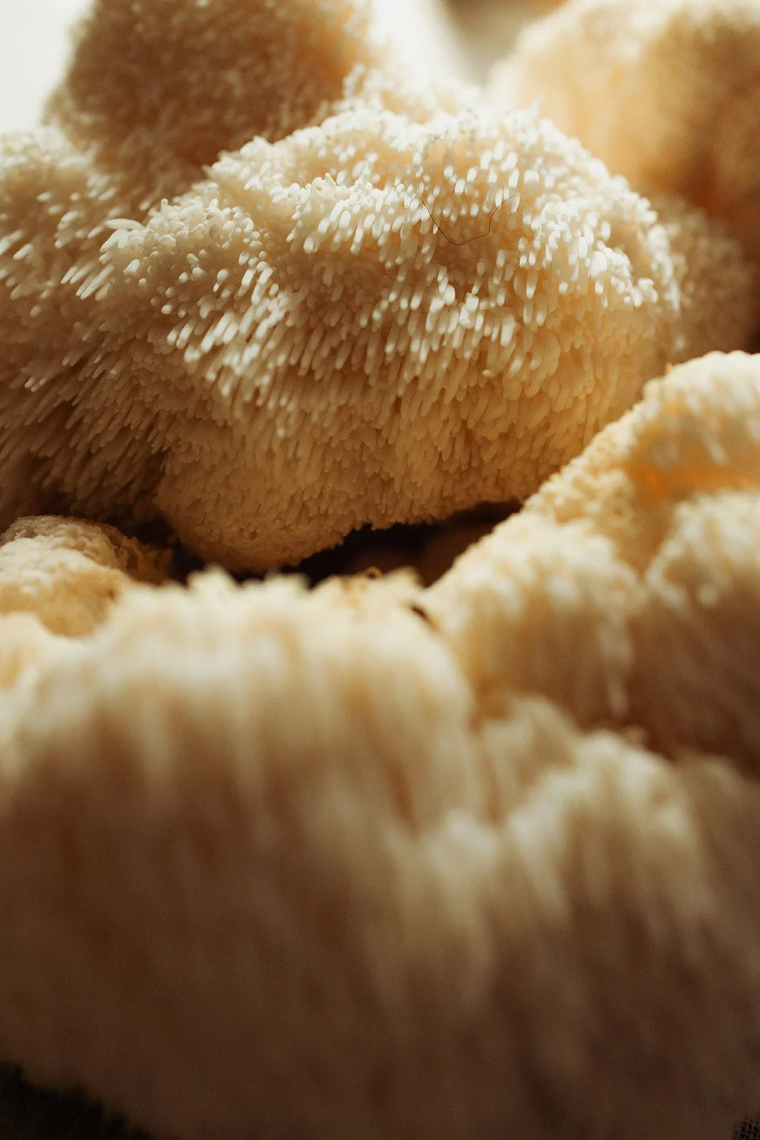 Lion's Mane Dual Extract