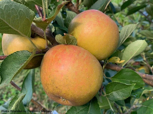 Ashmead's Kernel on B118