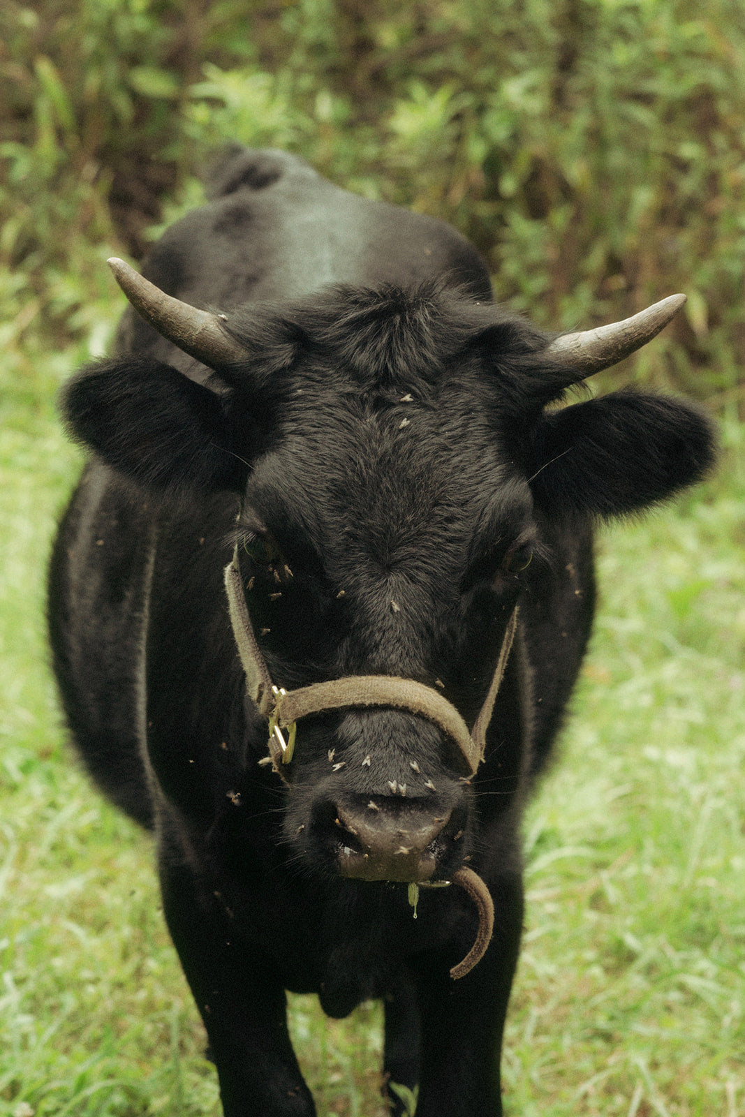 Farm Tour - June 7th from 2pm to 4pm