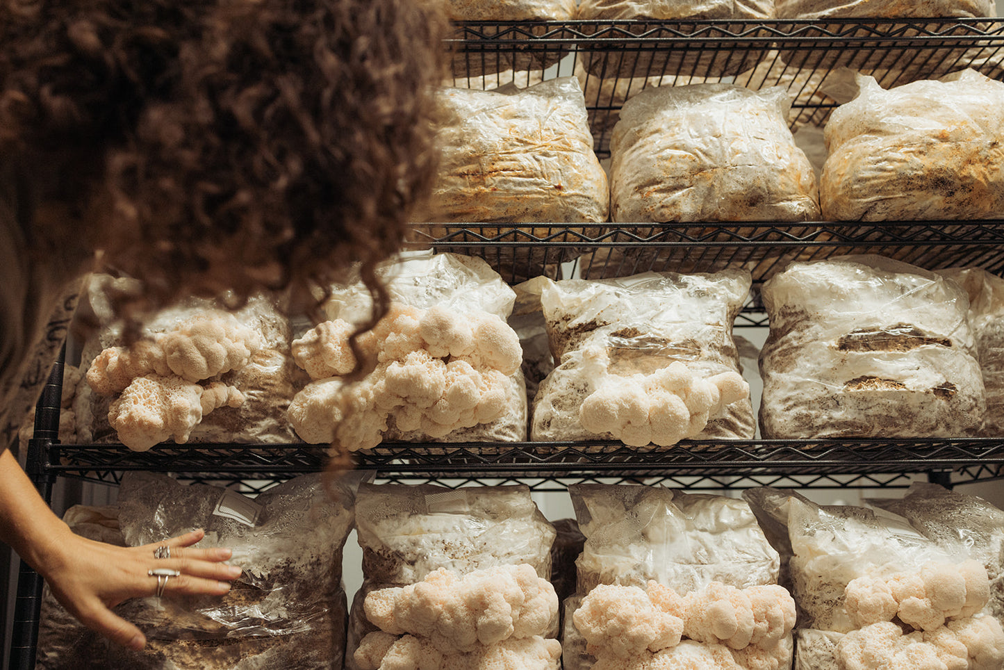 Indoor Mushroom Cultivation Workshop - Tour and Basics | July 12th from 2pm to 4pm