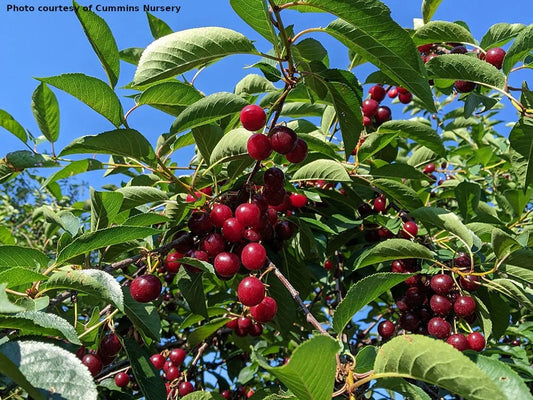 Danube tart cherry on Mazzard