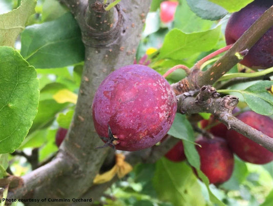 Dolgo crab apple on M7