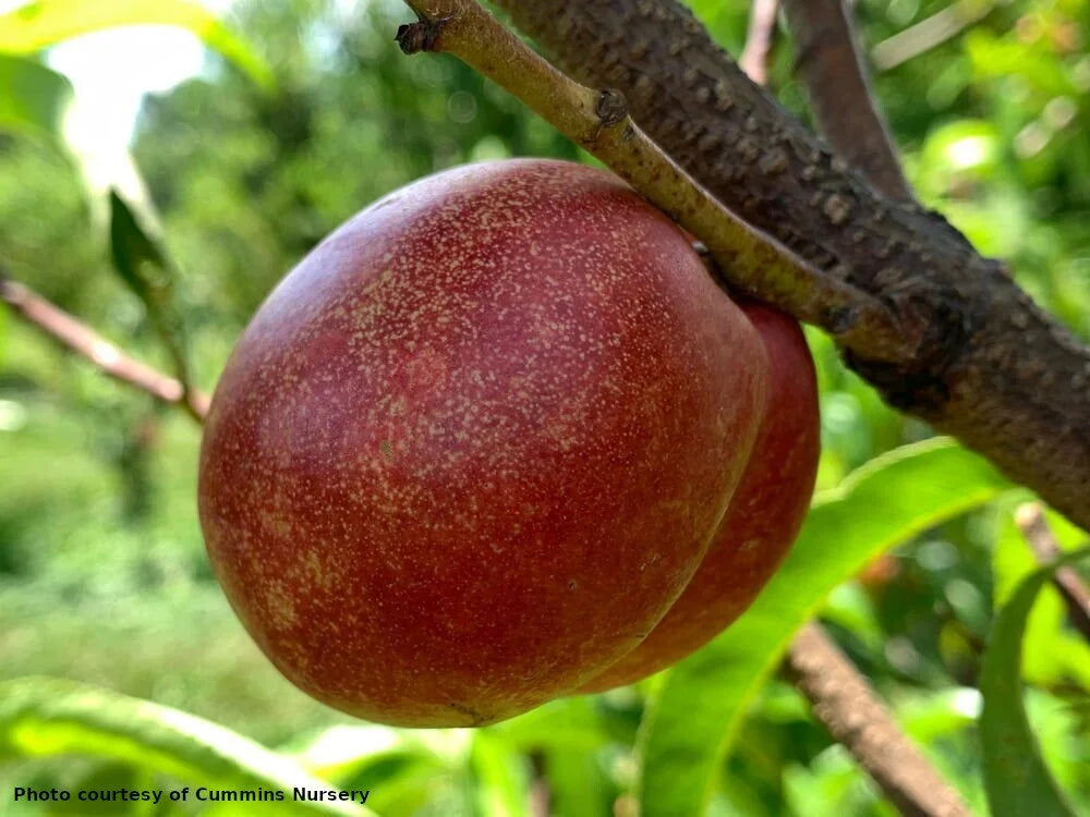 EasternGlo nectarine