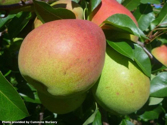 Flemish Beauty pear on Quince A