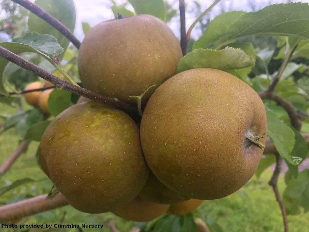 Golden Russet on M111