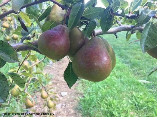 Honeysweet pear on OHxF87