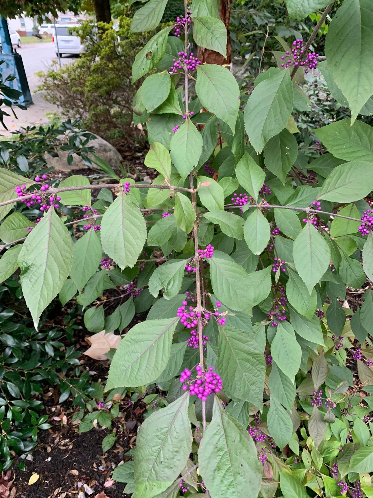 American Beautyberry