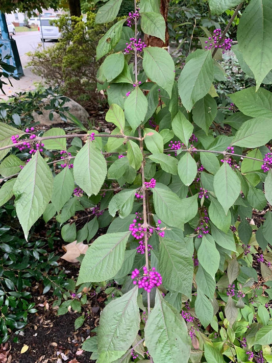 American Beautyberry