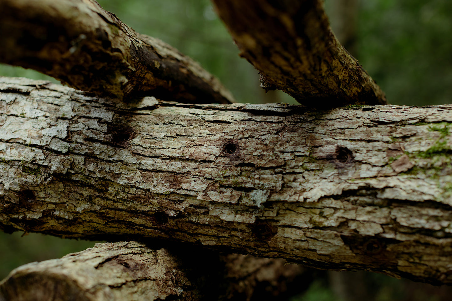 Mushroom Log Inoculation Workshop - March 29th from 2pm to 5pm