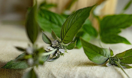 Mountain Mint Hydrosol - face toner