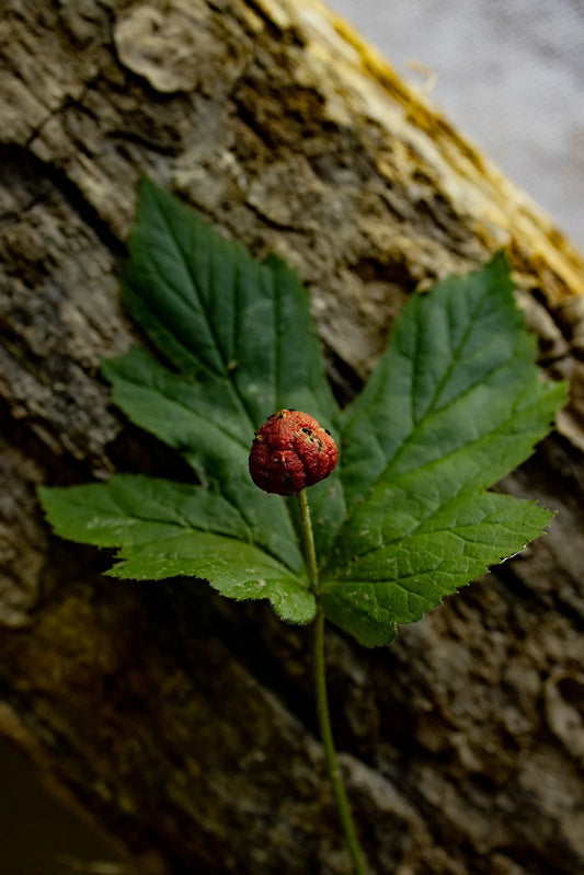 Goldenseal Extract