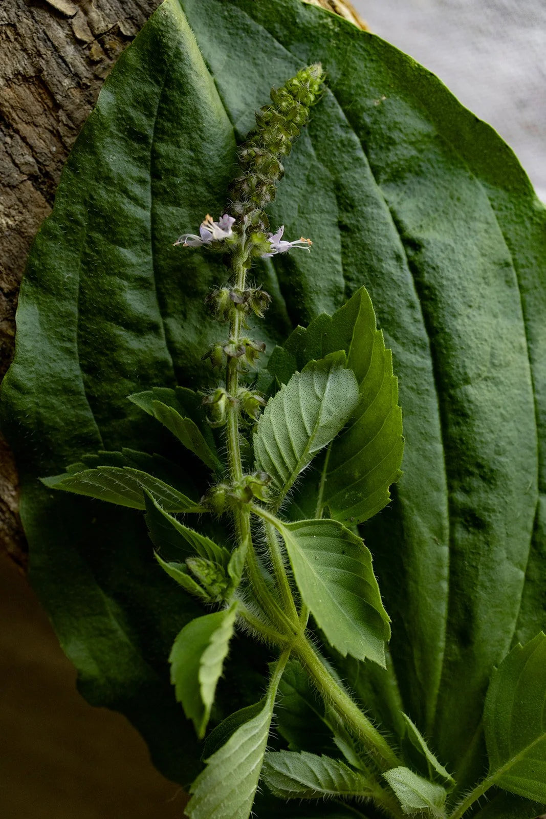 Holy Sleep & Detox  - botanical extract 1oz