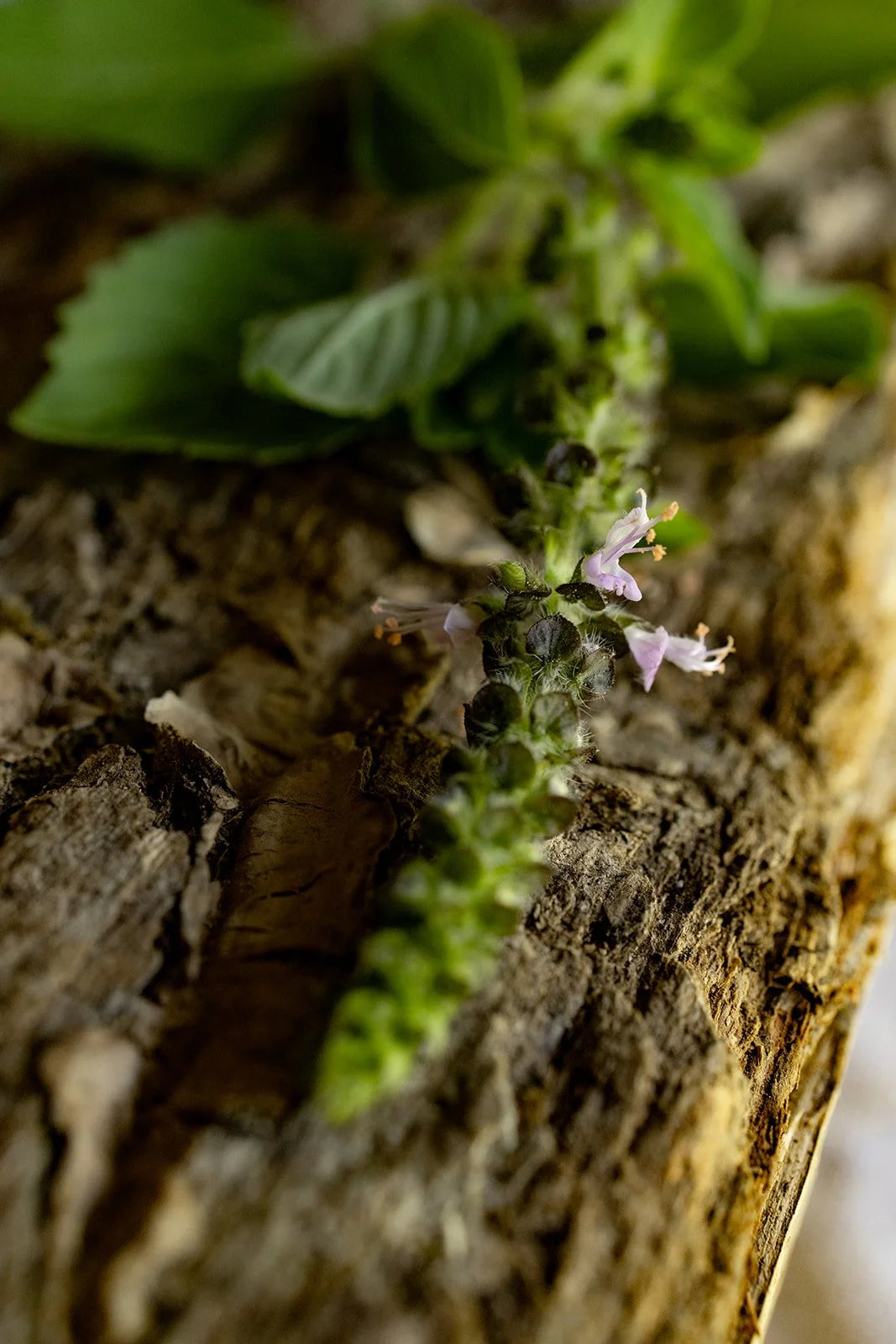 Holy Sleep & Detox  - botanical extract 1oz