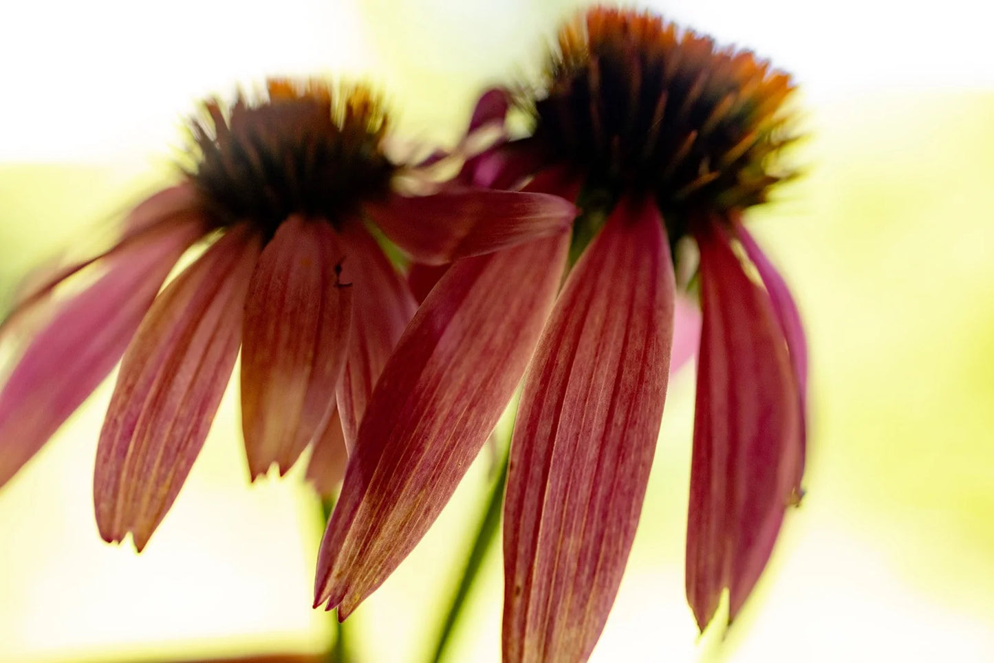 Immune Booster Extract