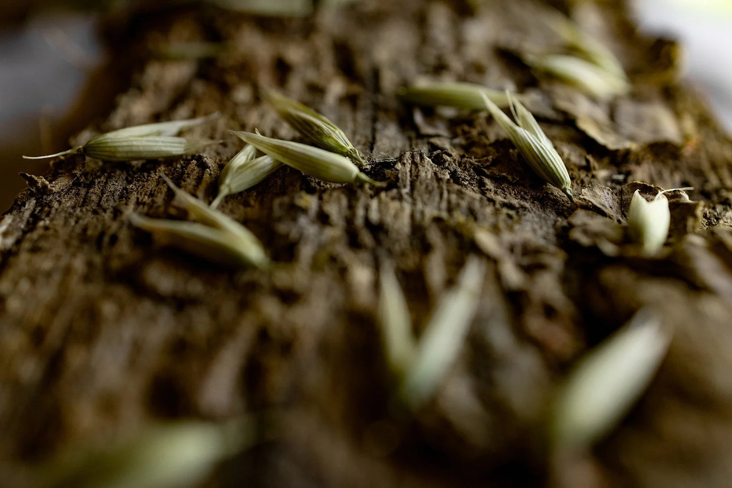 Milky Oats extract 2oz