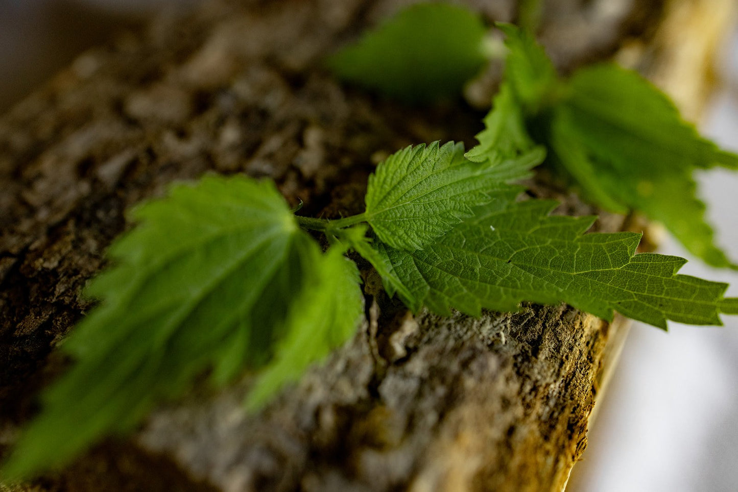 Stinging Nettle extract 1oz
