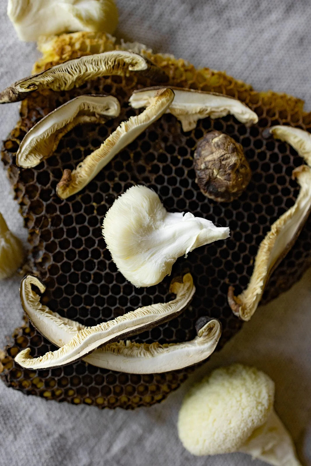 Mushroom Honey - Lion's Mane infused