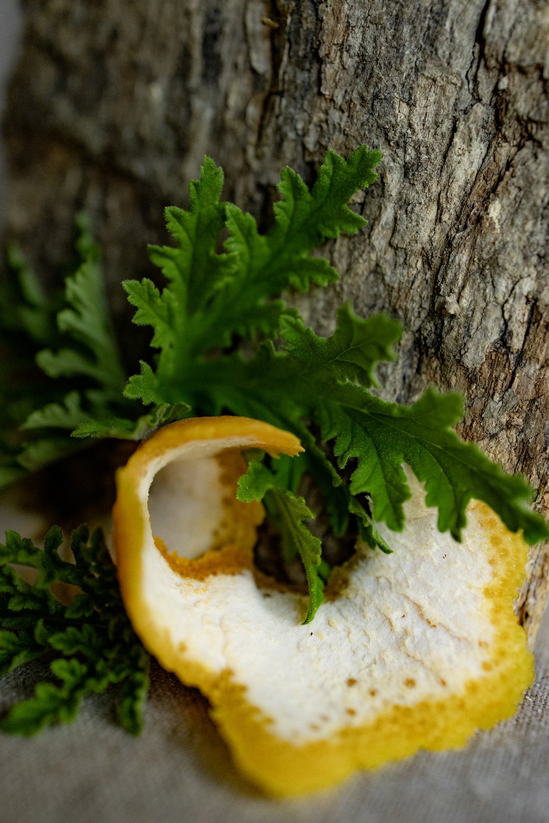 Bug-Off - Herbal Bug Spray