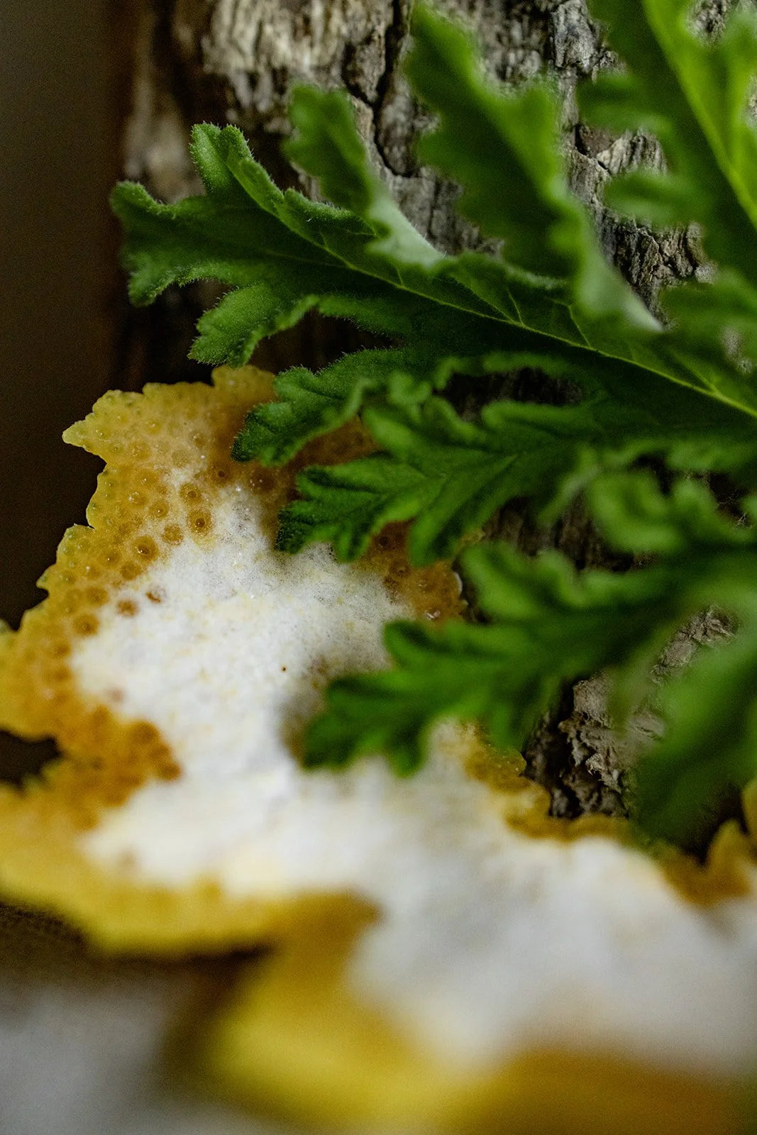 Bug-Off - Herbal Bug Spray