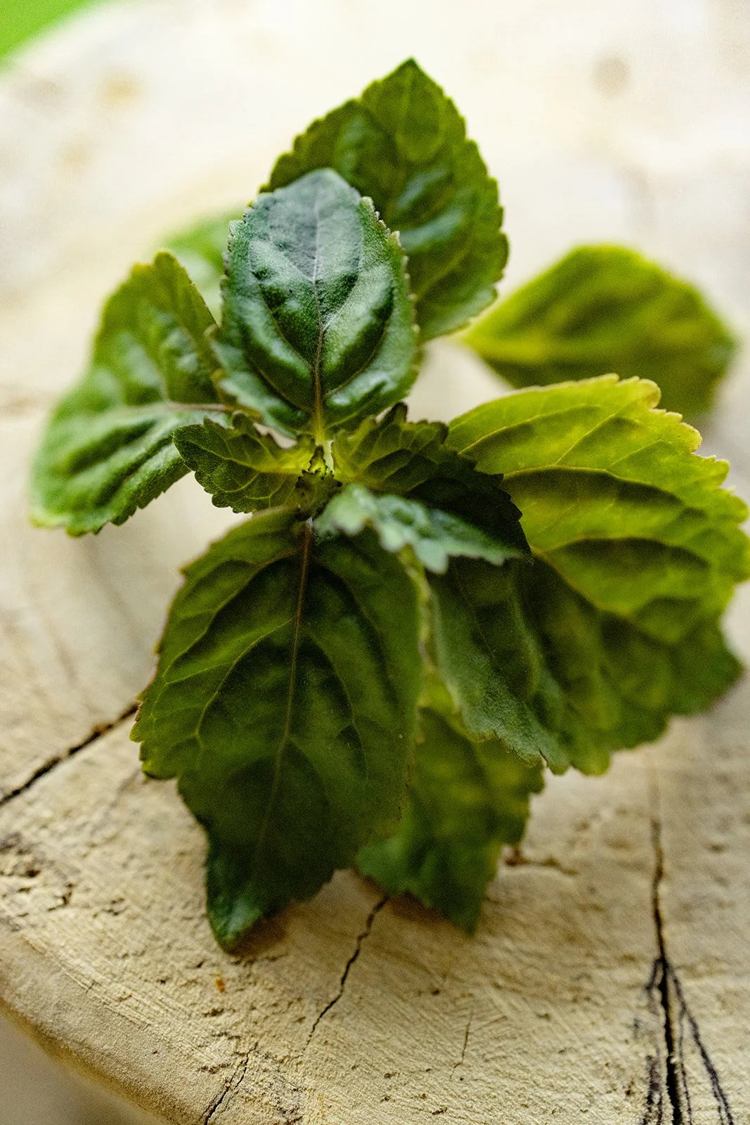 Patchouli Hydrosol - face toner