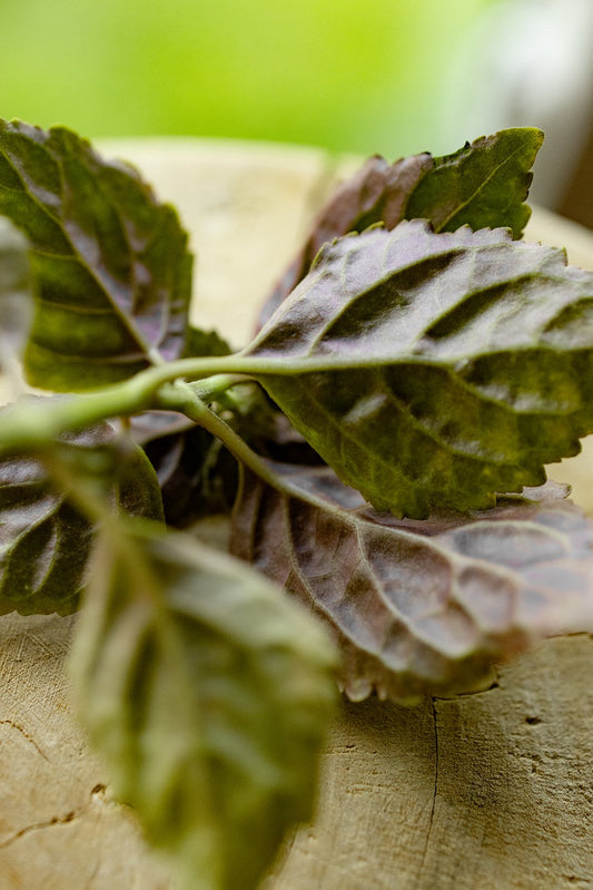 Patchouli Hydrosol - face toner
