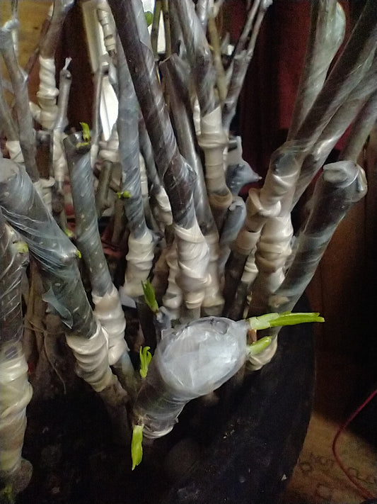 Fruit Tree Grafting Workshop - March 15th from 2pm to 4:30pm