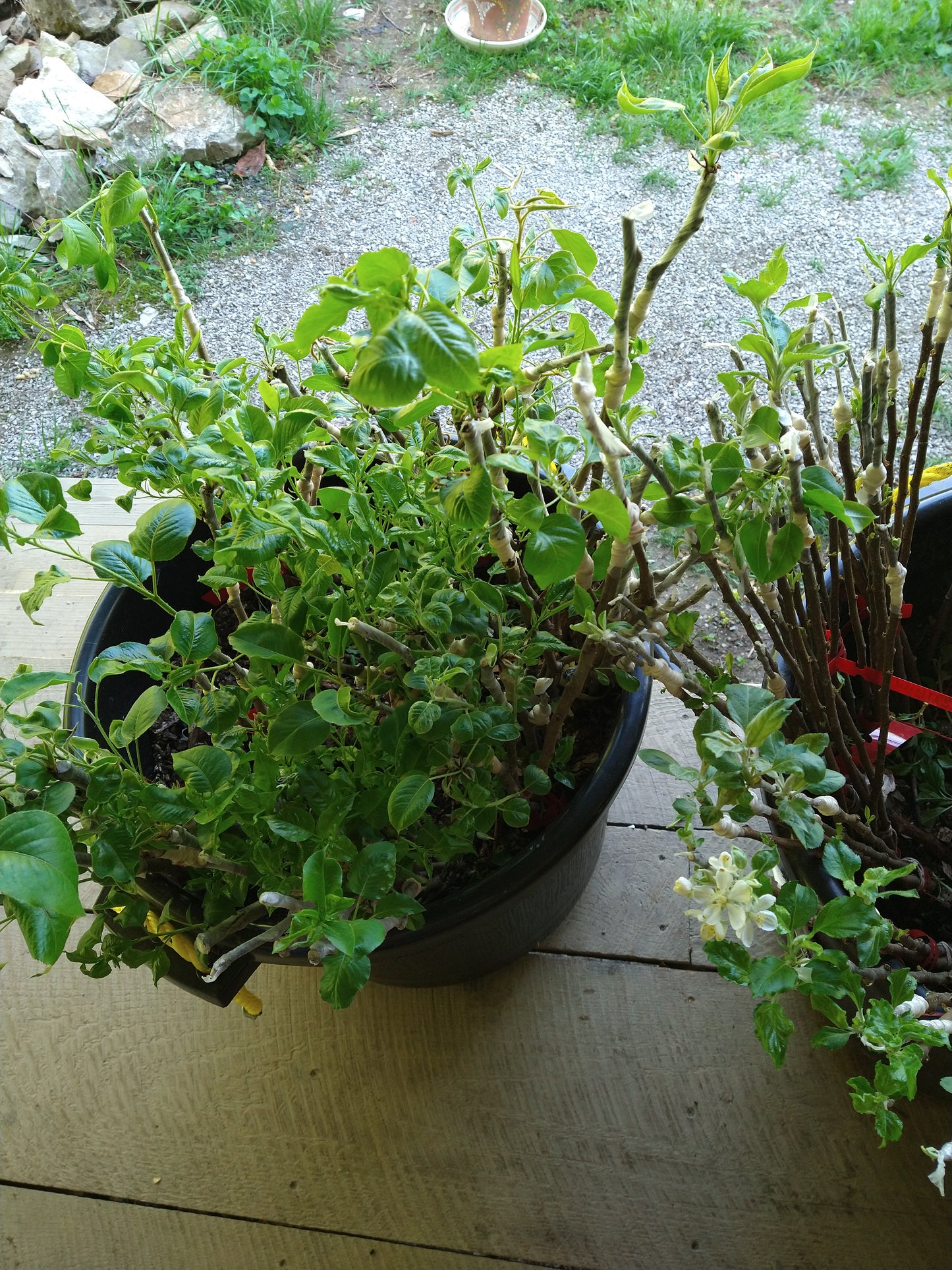 Fruit Tree Grafting Workshop - March 15th from 2pm to 4:30pm