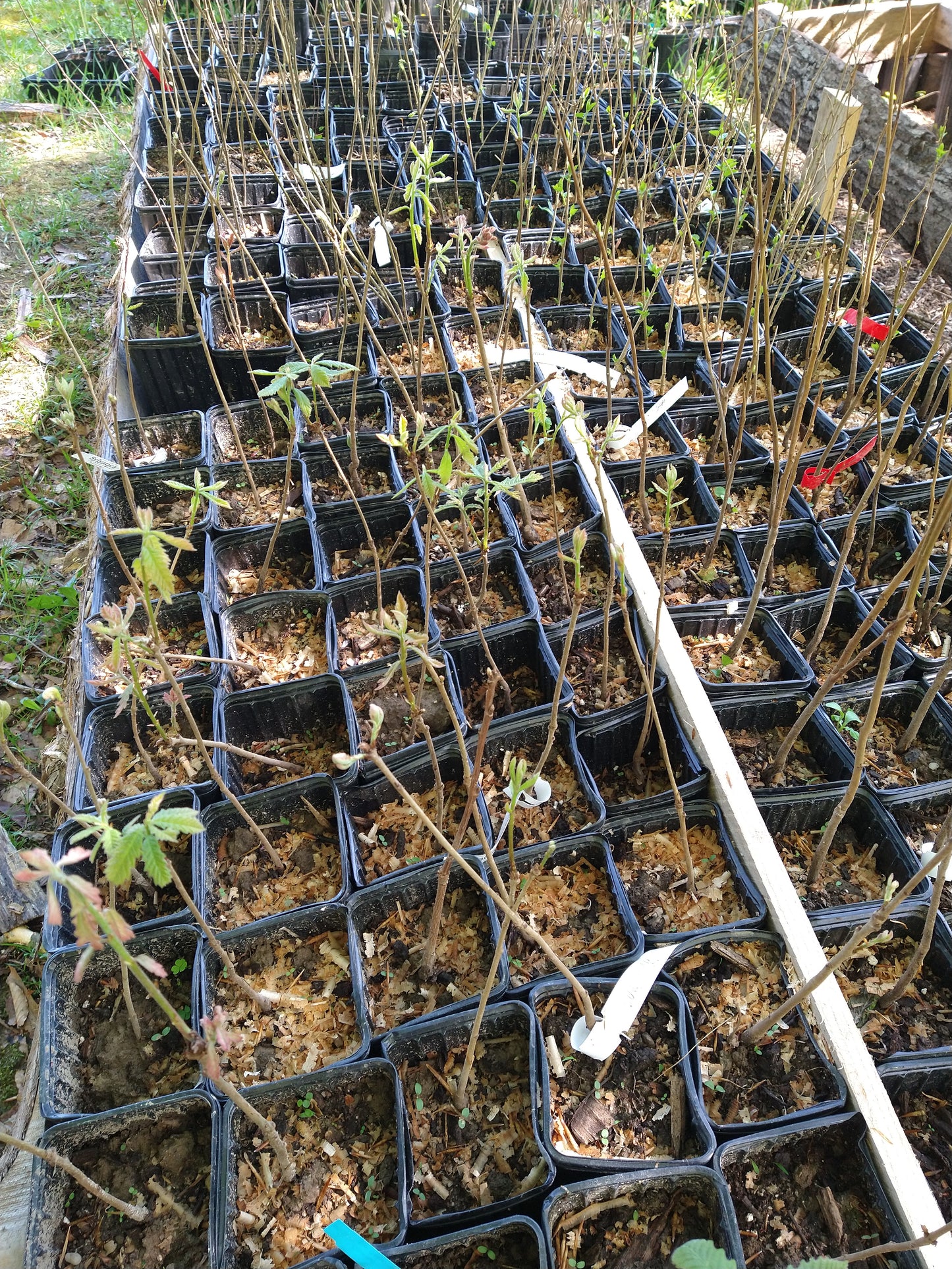 Fruit Tree Grafting Workshop - March 15th from 2pm to 4:30pm