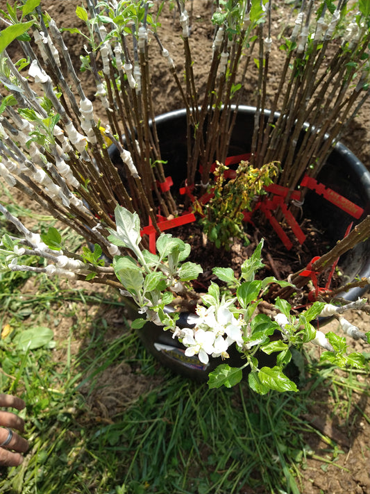 Fruit Tree Grafting Workshop - March 15th from 2pm to 4:30pm