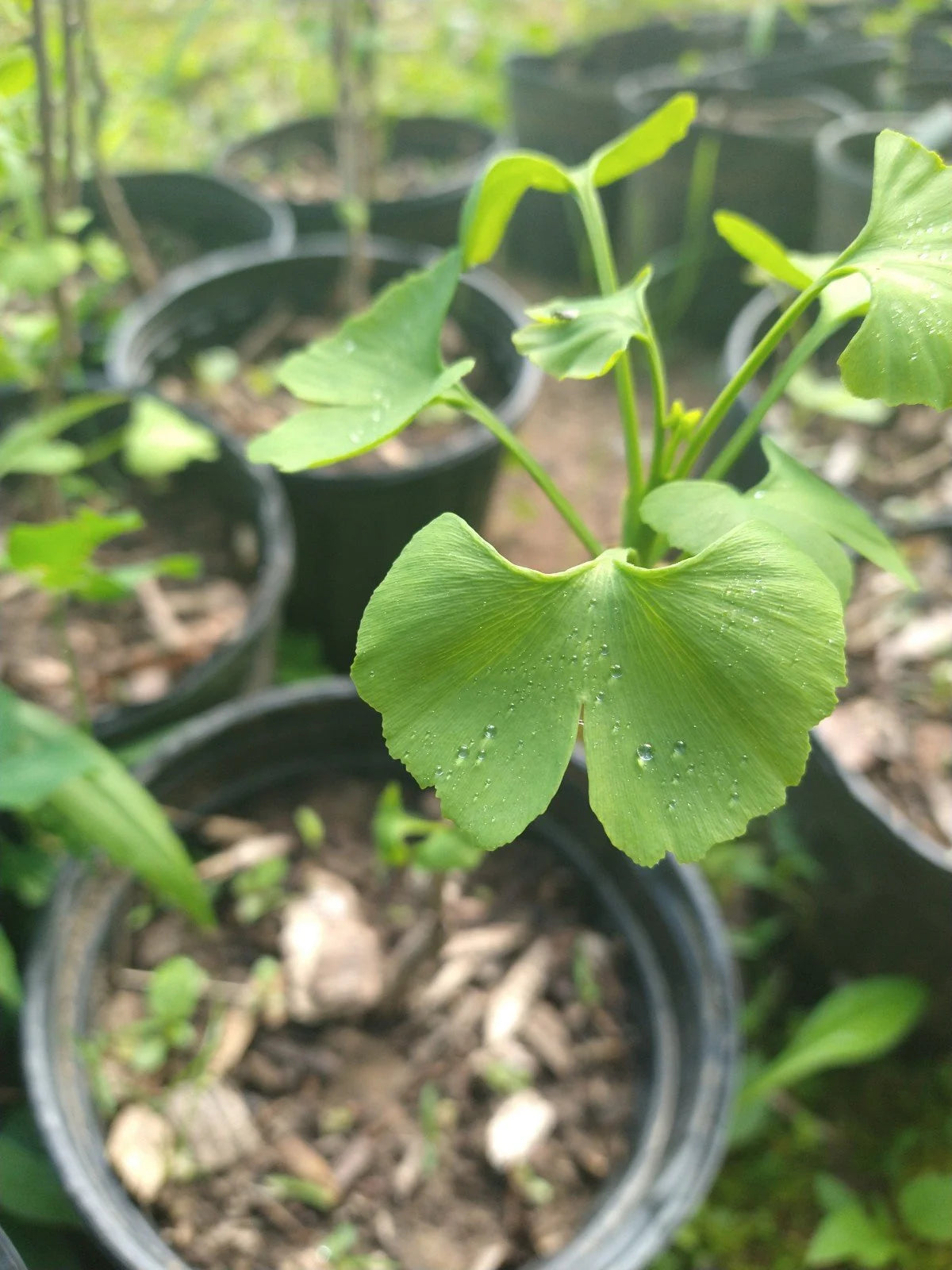 Ginkgo Maidenhair Tree