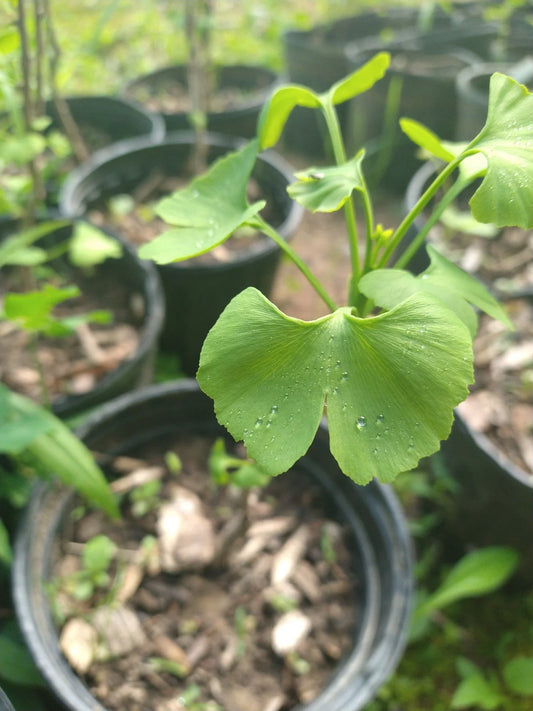 Ginkgo Maidenhair Tree