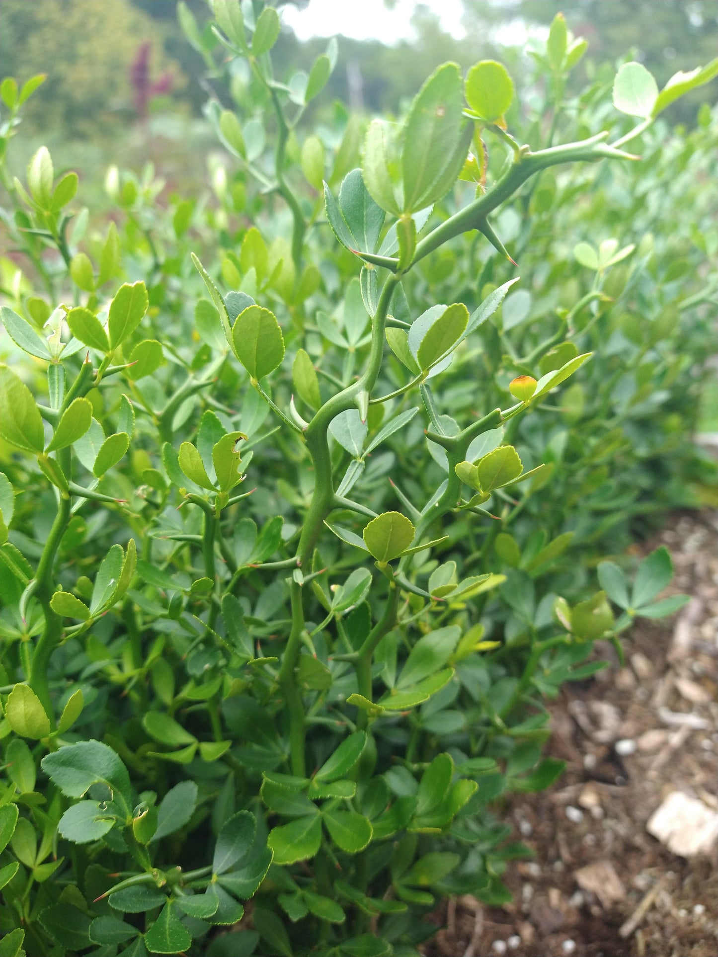 Flying Dragon citrus