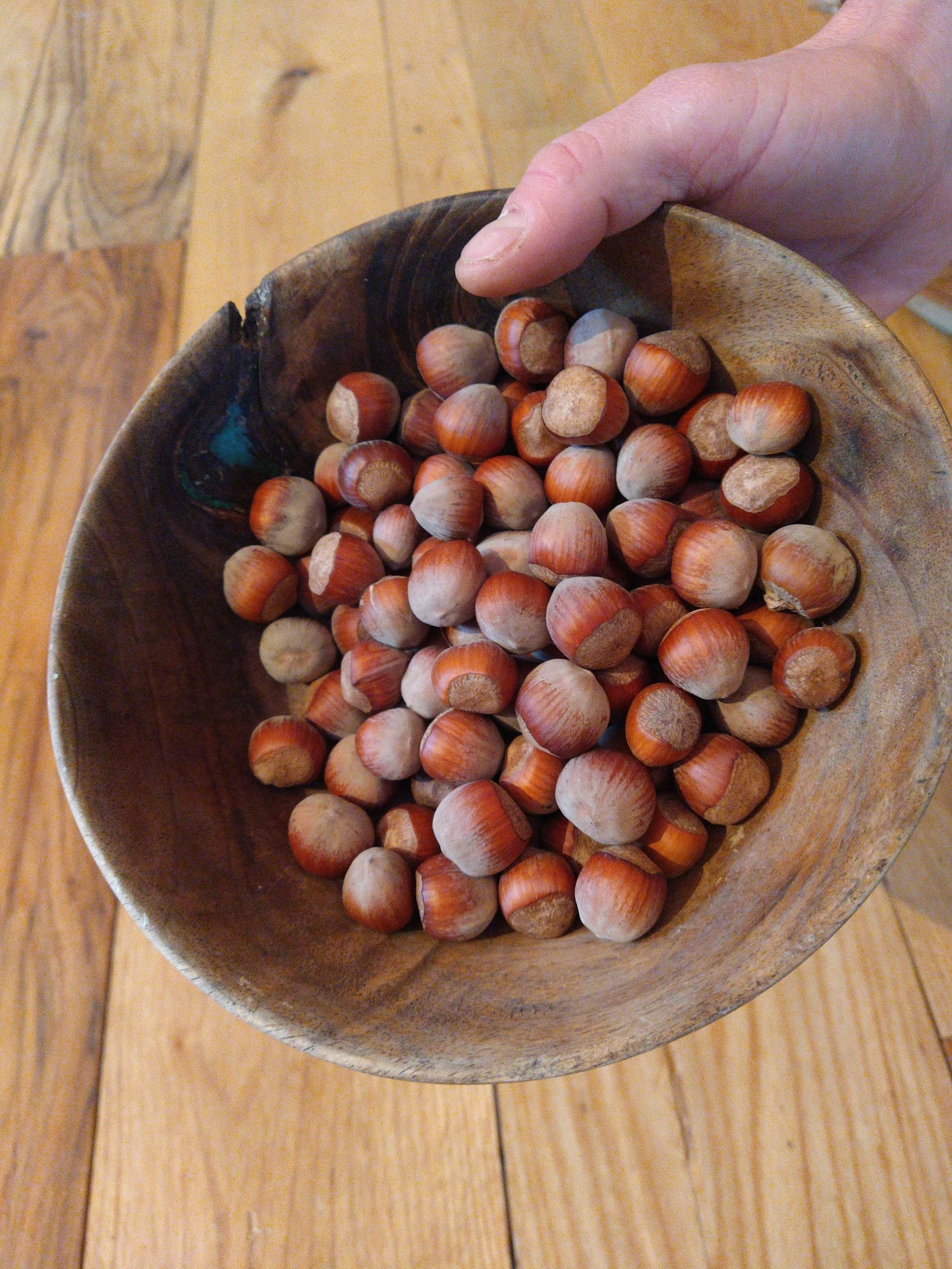 American Filbert (Hazelnut)