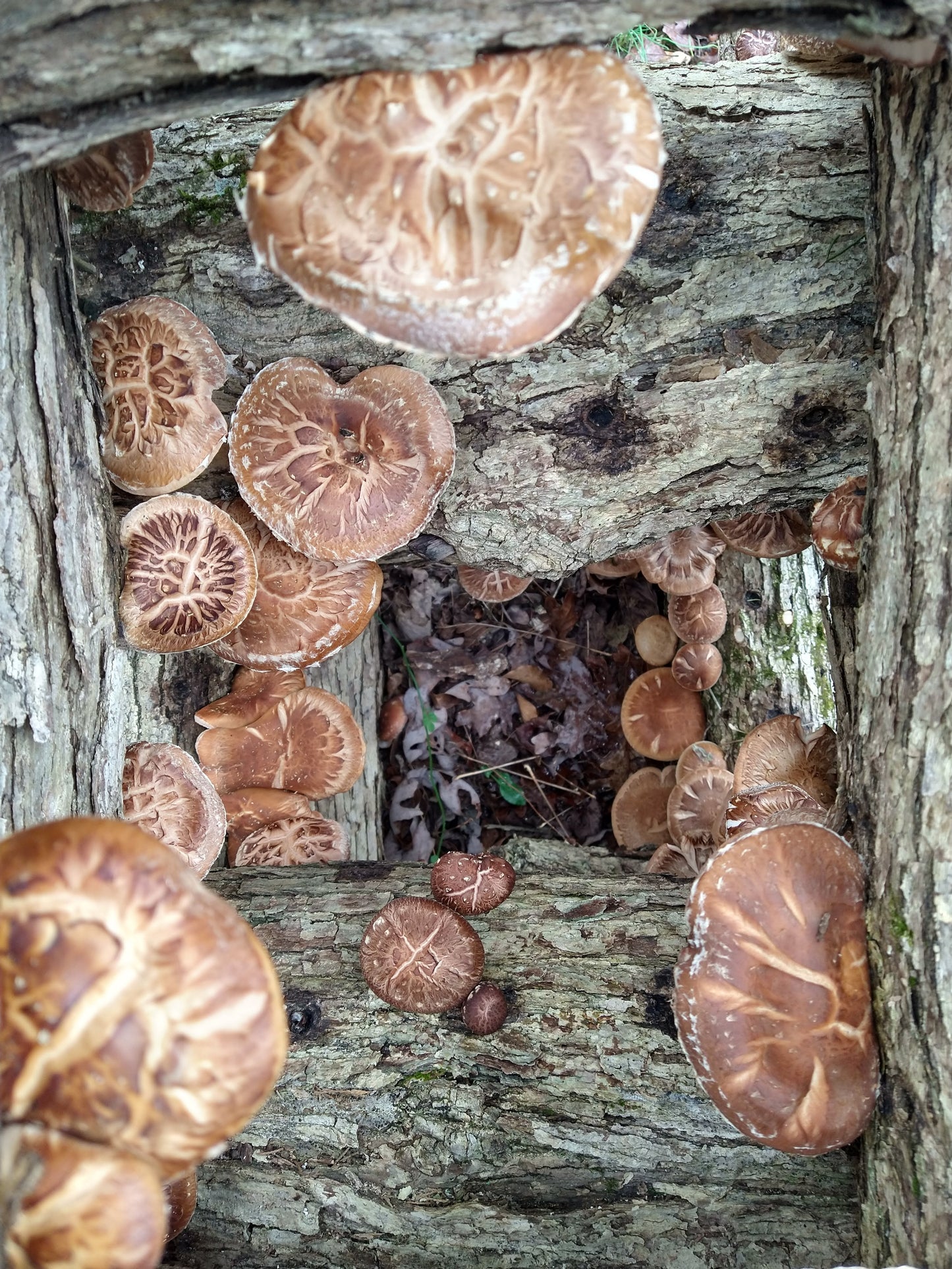 Mushroom Log Inoculation Workshop - March 29th from 2pm to 5pm