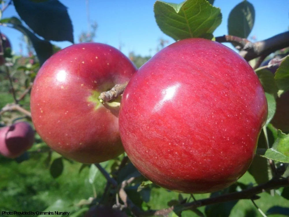 Liberty apple on G935