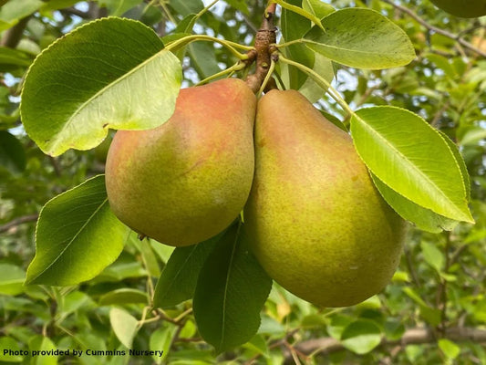 Magness pear on Quince Provence