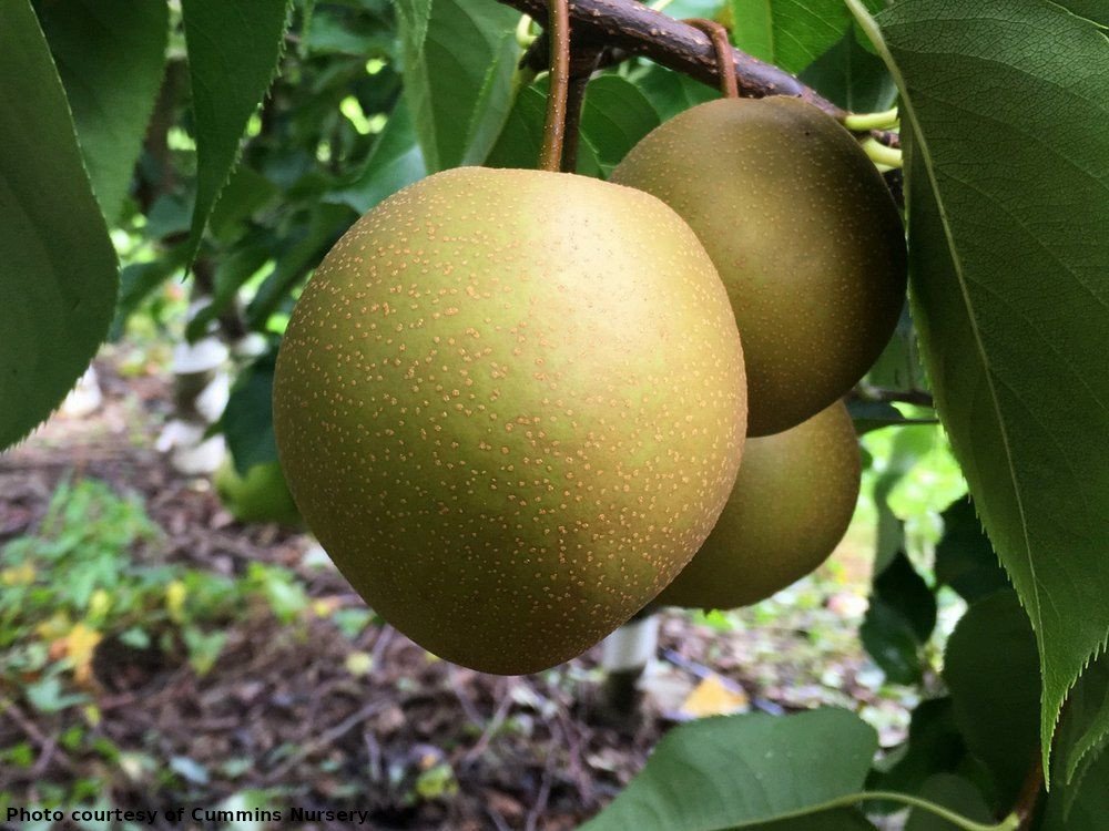 Olympic Asian pear on OHxF333