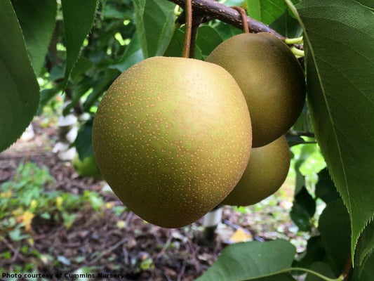 Olympic Asian pear on OHxF333