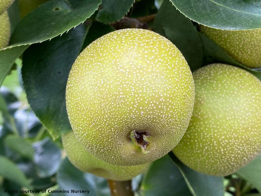 Yoinashi Asian pear on OHxF97