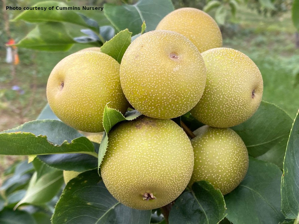 Yoinashi Asian pear on OHxF97
