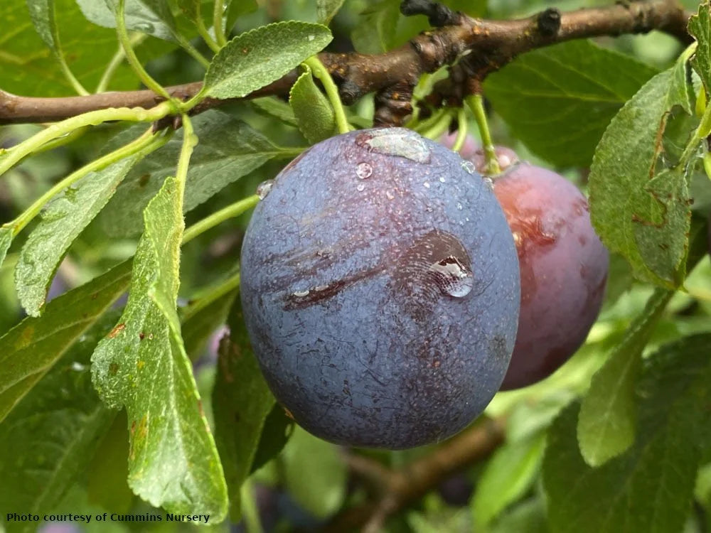 Kenmore plum (European)