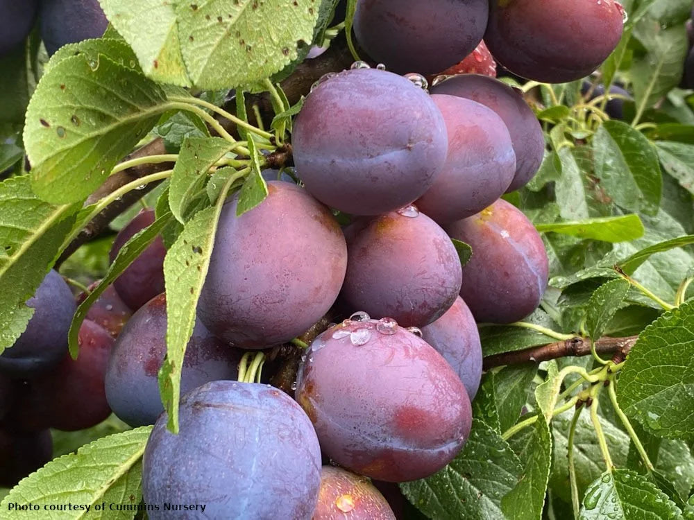 Kenmore plum (European)