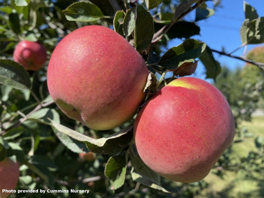 Red Stayman Winesap apple on M26