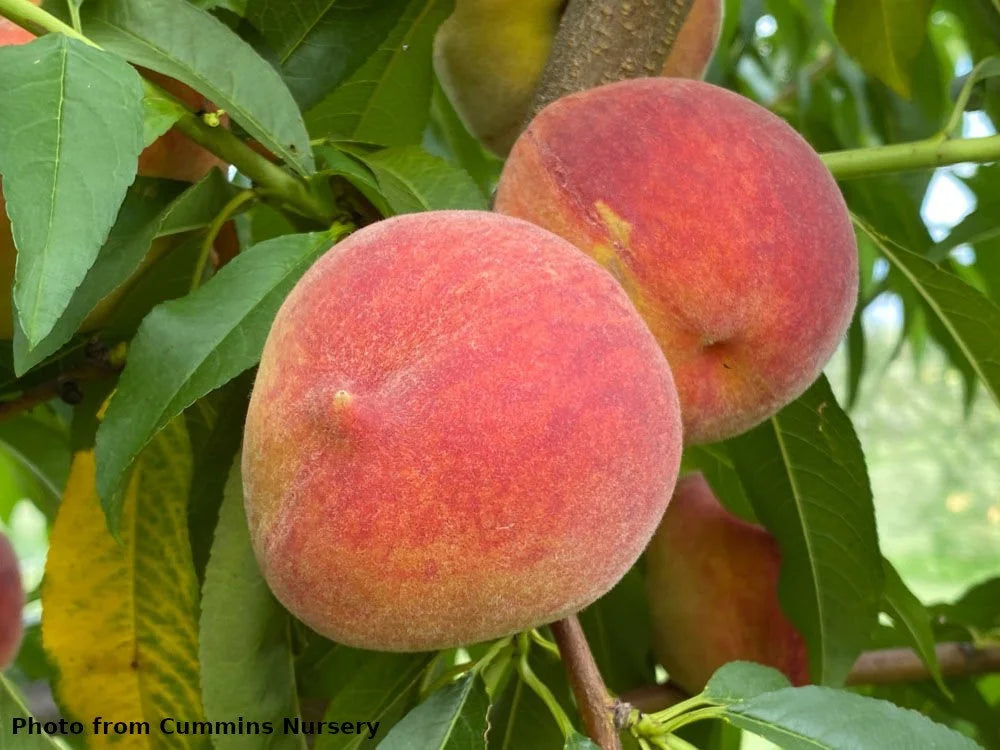 Redhaven peach