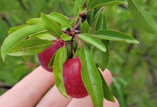 American Plum