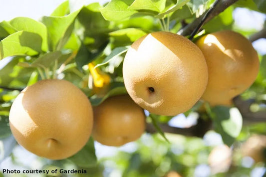 Shinseiki Asian pear on OHxF97