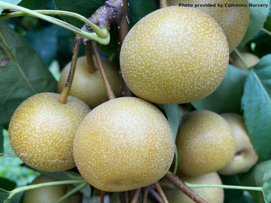 Shinsui Asian pear on OHxF97
